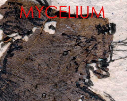  Jean-Luc Giraud Laurent Danchin Mycelium Septemnre 2012 Mycelium site ami du LESTAMP